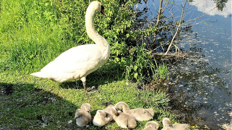 Familie Schwan putzt sich am Ufer des Eichsees in Prichsenstadt. Die Mutter passt auf die Jungen auf, die auf dem schmalen Grünstreifen zwischen See und Straße sitzen.