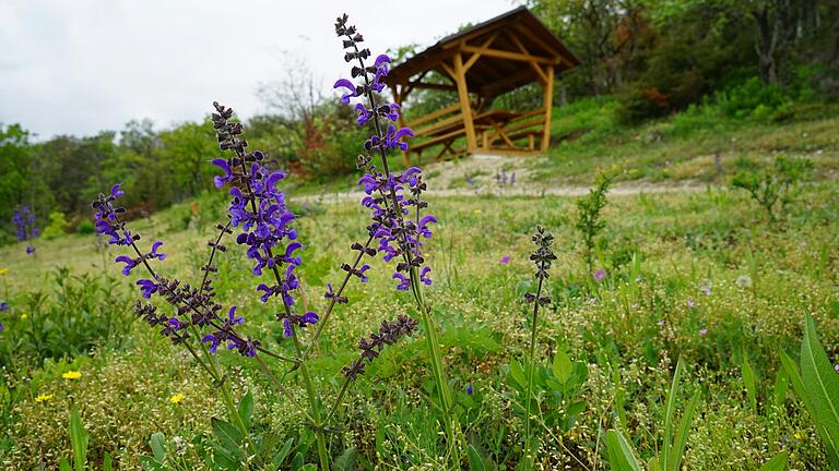 Derzeit blühen im Naturschutzgebiet Trockenhänge bei Böttigheim wieder seltene Orchideen. Der geforderte Abbau der drei überdachten Sitzgelegenheiten (hinten) gestaltet sich dadurch schwierig.