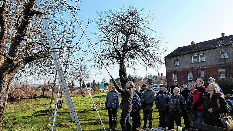 Hilmar Keller zeigt einen Pflegeschnitt an einem Obstbaum.