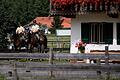 Traditioneller Rosstag von Rottach-Egern       -  Markus Söder will eine &bdquo;bayerische Kavallerie&rdquo; - bei der Polizei kommt das nicht gut an.