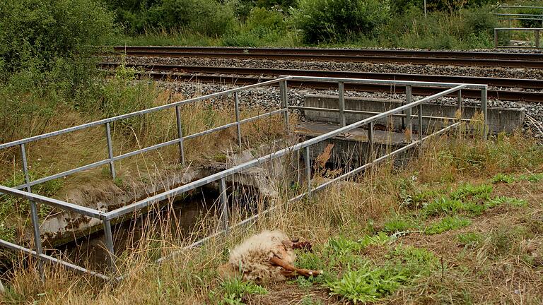 Bei einem Unfall im Landkreis Main-Spessart wurden am Mittwoch vier Schafe von einem ICE erfasst und getötet. Drei weitere Schafe konnten noch im Bereich der Gleise eingefangen werden. (Symbolfoto)