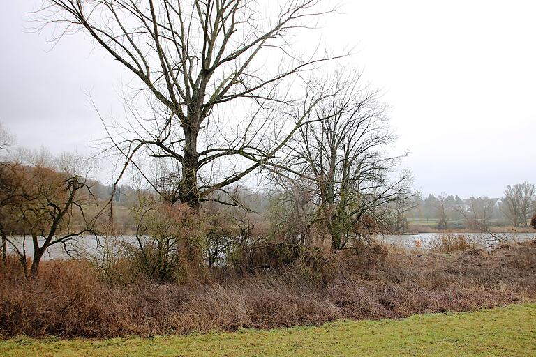 Am Ufer ist genug Freifläche vorhanden, sodass der Baum nicht zur Gefahr wird.&nbsp;