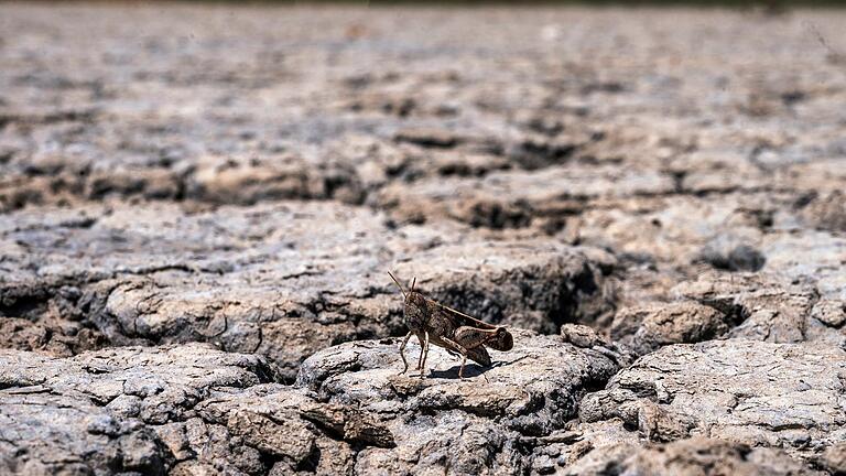 Dürre in Griechenland       -  Die Trockenheit bedroht Natur und Mensch.