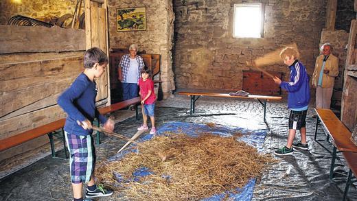 Immer schön im Takt bleiben: Das Linsenkraut mit Dreschflegeln zu bearbeiten, machte vor allem den jungen Teilnehmern beim der Mitmach-Veranstaltung in der Museums--Scheune im Fronhof viel Spaß. Immer schön im Takt bleiben: Das Linsenkraut mit Dreschflegeln zu bearbeiten, machte vor allem den jungen Teilnehmern beim der Mitmach-Veranstaltung in der Museums--Scheune im Fronhof viel Spaß.