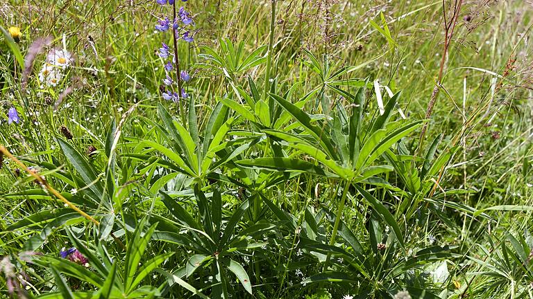 Lupinwn-Bekämpfung in der Rhön       -  Die Lupine  im Vordergrund noch als unscheinbares grünes Blattwerk,  später im prächtigen lila Kleid.