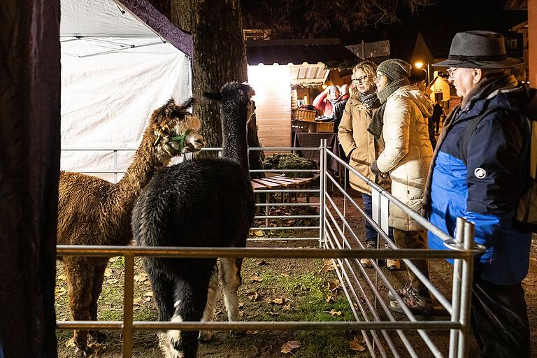 Neben typischen Adventsmarktständen mit Handwerkskunst und Glühwein gibt es beim Christbaumdorf in Mittelsinn auch Alpakas und einen kleinen Streichelzoo. Neben typischen Adventsmarktständen mit Handwerkskunst und Glühwein gibt es beim Christbaumdorf in Mittelsinn auch Alpakas und einen kleinen Streichelzoo.