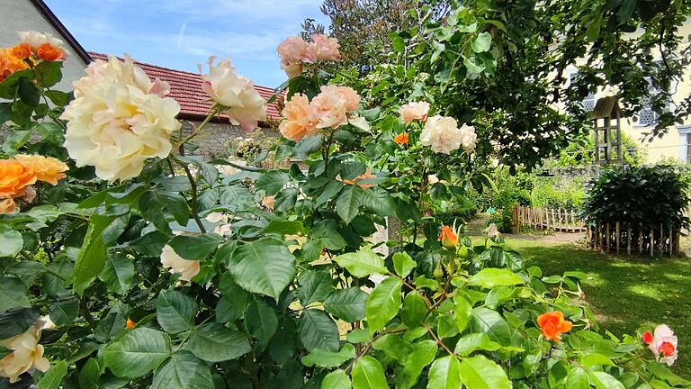 Rosenblüte : An diesem Wochenende öffnen viele Gärten in Unterfranken ihre Türen.&nbsp;