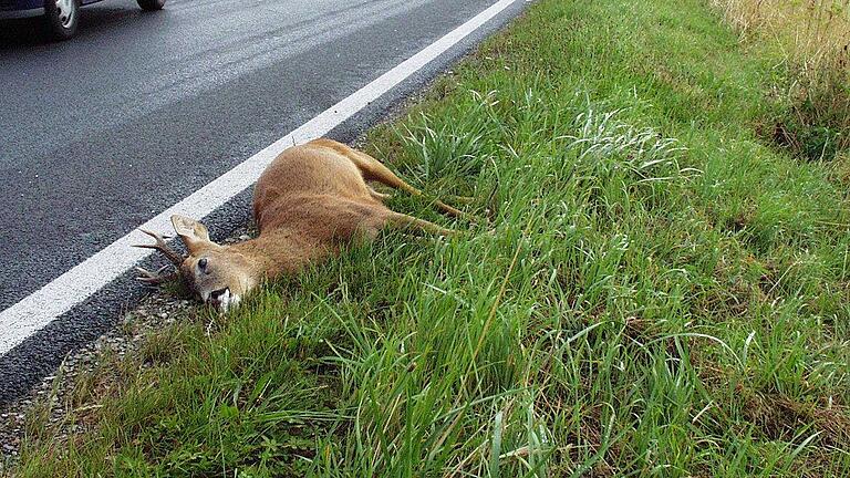 Wildunfall       -  Die Wildunfälle haben im Raum Gemünden stark zugenommen, weist die Verkehrsunfallstatistik der Polizeistadtion Gemünden für 2017 aus. Das Archivfoto entstand auf der Adelsberger Höhe.