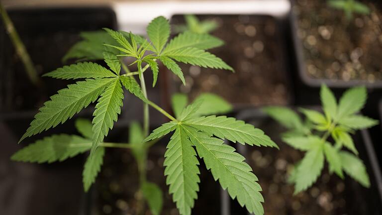 Cannabis.jpeg       -  Erlaubt wird mit dem neuen Cannabisgesetz, der Besitz von bis zu 25 Gramm getrockneten Pflanzenmaterials zum Eigenkonsum.