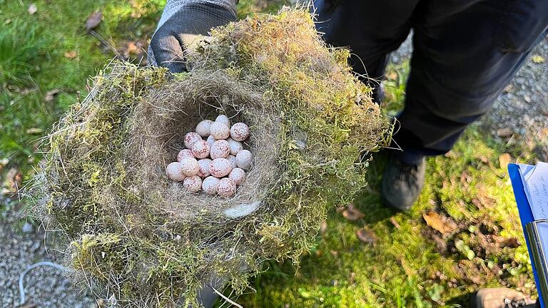 Mitunter stoßen die Naturschützer auch auf solche riesigen Gelege, die verlassen wurden, aus welchem Grund auch immer. Bewundernswert sind der Aufbau und die Polsterung dieses Meisennestes. Mitunter stoßen die Naturschützer auch auf solche riesigen Gelege, die verlassen wurden, aus welchem Grund auch immer. Bewundernswert sind der Aufbau und die Polsterung dieses Meisennestes.