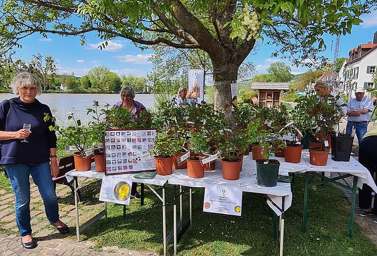 Auf große Resonanz stieß dann die Verkaufsaktion des Verschönerungsvereins am Samstag und Sonntag neben dem Rosenbeet in der Mainlände. 150 Rosenstöcke verkaufte der Verein bei seiner Aktion.