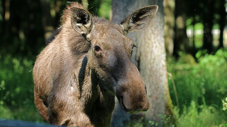 Elchkuh Daya lebt seit 2012 in Schweinfurt. Künftig wird sie ihren Lebensabend alleine auf der Separationsfläche genießen dürfen. Das ist kein Problem. In der freien Natur gelten Elche auch als Einzelgänger.