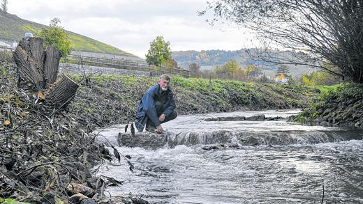 Künstlicher Widerstand: Stufen aus Quadersteinen erhöhen die Fließgeschwindigkeit, mit der das Umgehungsgerinne bei Randersacker zurück in den Main mündet. Landschaftspfleger Joachim Pfeifer ist mit den ersten Ergebnisse der Umgestaltung zufrieden. Künstlicher Widerstand: Stufen aus Quadersteinen erhöhen die Fließgeschwindigkeit, mit der das Umgehungsgerinne bei Randersacker zurück in den Main mündet. Landschaftspfleger Joachim Pfeifer ist mit den ersten Ergebnisse der Umgestaltung zufrieden.