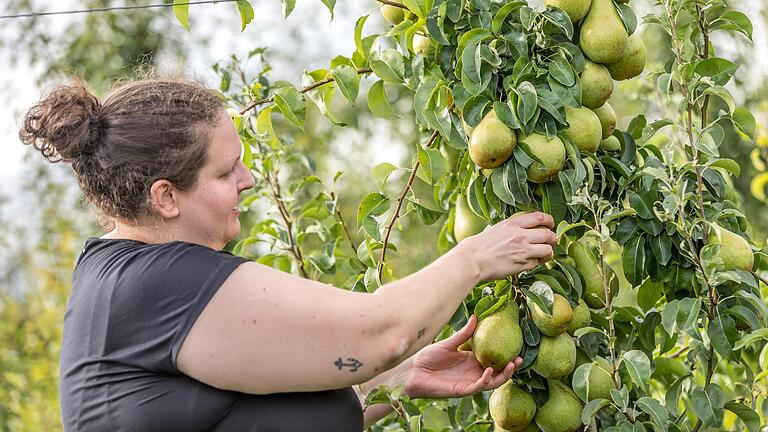 Die meisten Birnbäume hängen voller Früchte. Bevor man nach der Ernte zum nächsten weitergeht, lohnt sich ein Blick zurück. Manchmal verstecken sich Birnen gut getarnt zwischen den Blättern.