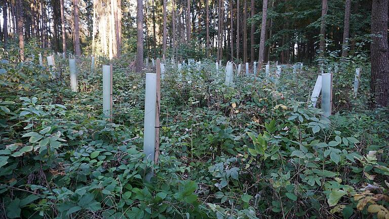 Junge Kulturen müssen vor Verbiss geschützt werden, sonst werden sie von Rehen verspeist. Unser Symbolbild zeigt junge Pflanzen im&nbsp;Sandberger Gemeindewald.