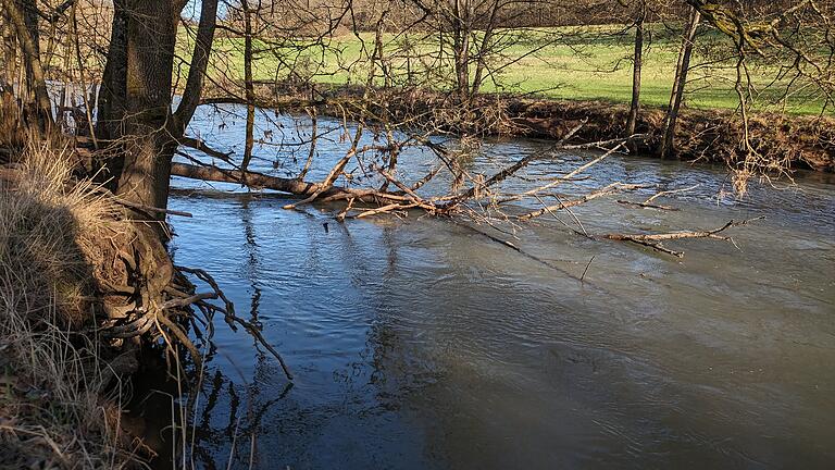 Ein Baum, der zwischen Bad Kissingen und Euerdorf in die Saale gefallen ist.       -  Ein Baum, der zwischen Bad Kissingen und Euerdorf in die Saale gefallen ist.