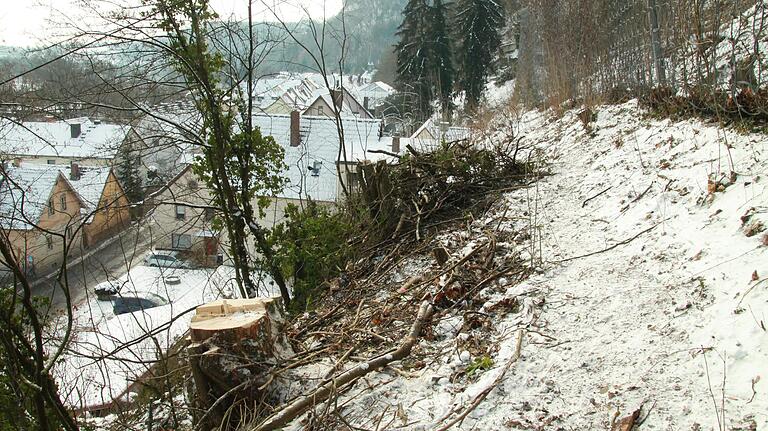 Übrig bleibt der Baumstumpf. Rechts der bisherige Fangzaun, im Hintergrund Mühlbach. Übrig bleibt der Baumstumpf. Rechts der bisherige Fangzaun, im Hintergrund Mühlbach.