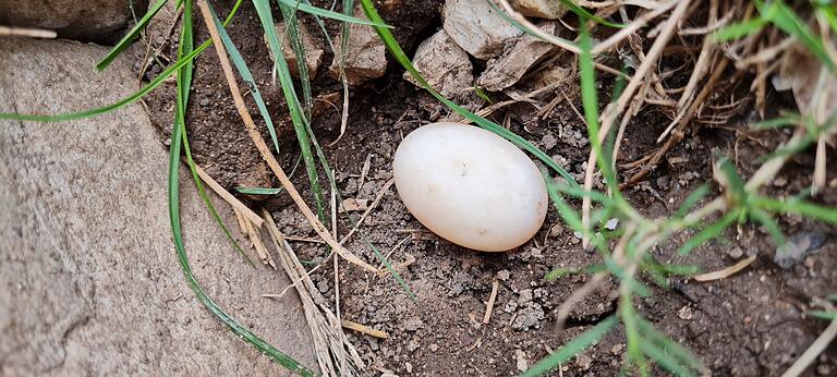 Aus einem Ei schlüpfte keine Griechische Landschildkröte. Obwohl es im selben Erdloch lag, wie die der geschlüpften Schildkröten. Die Eier haben eine durchschnittliche Größe von 35 bis 37 Millimetern.