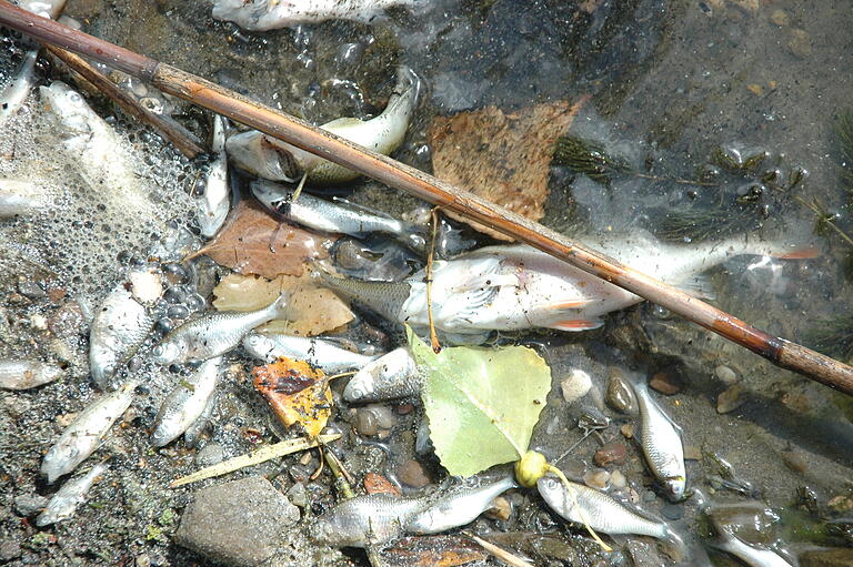 Zahlreiche Fische im Augsfelder Kleidersee fielen den Blaualgen zum Opfer. Das Landratsamt verhängte ein Badeverbot. Zahlreiche Fische im Augsfelder Kleidersee fielen den Blaualgen zum Opfer. Das Landratsamt verhängte ein Badeverbot.
