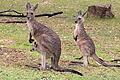 Besuch auf dem Campingplatz: Drei Wochen lang war Wolfgang Aull mit dem Wohnmobil in Australien unterwegs. Dort sah er unter anderem Wallabys.