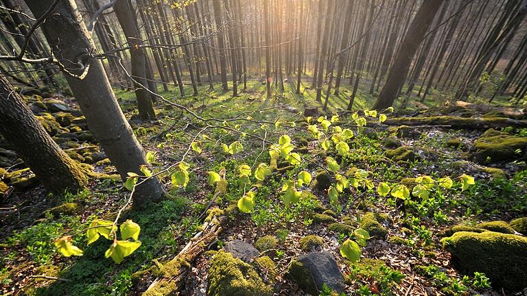 Frühling im Wald. Frühling im Wald.