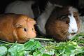 Ein bunte Salatmischung ist für Meerschweinchen ein regelrechtes Festessen. Foto: Jennifer Jahns/dpa-tmn       -  Neben qualitativ hochwertigem Heu gehört auch Grünzeug auf den Speiseplan von Meerschweinchen.