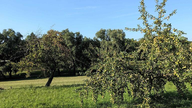 Streuobstwiesen – wie diese am Ortsrand von Maidbronn – liefern nicht nur gesundes Obst, sondern bieten auch zahlreichen Tieren wertvollen Lebensraum.