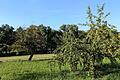 Streuobstwiesen – wie diese am Ortsrand von Maidbronn – liefern nicht nur gesundes Obst, sondern bieten auch zahlreichen Tieren wertvollen Lebensraum.