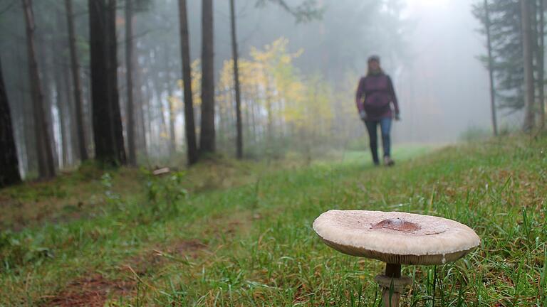 Wandern im Steigerwald: Auf den &quot;Traumrunden&quot; wie hier zwischen Ebersbrunn und Gräfenneuses ist die Natur unter sich.
