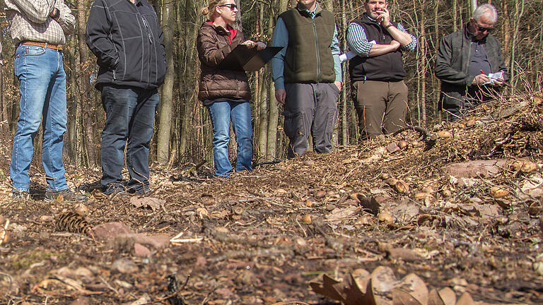 Auf die Nachzucht der Eiche setzt der Forstbetrieb Burgsinn auch weiterhin im Zeichen des bevorstehenden Klimawandels. Beim Waldbegang erläuterte Revierleiter Hans-Peter Breisch den Maktgemeinderäten die großen Vorteile einer Eichennaturverüngung.