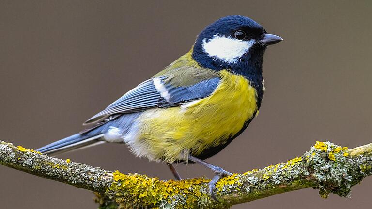 Ja, ist denn schon Frühling? Der eine oder andere Vogel lässt bei milden Temperaturen bereits im Januar seine Stimme hören.