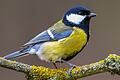 Ja, ist denn schon Frühling? Der eine oder andere Vogel lässt bei milden Temperaturen bereits im Januar seine Stimme hören.