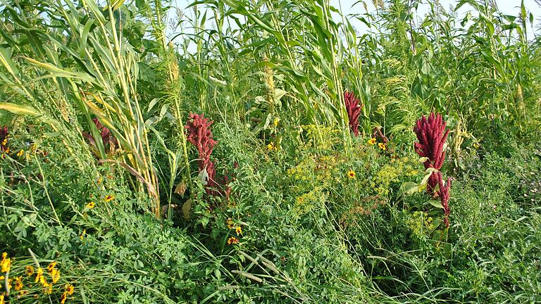 Die Biogasblühfelder sind ein Beispiel für erfolgreiche Ökosystemleistungen mit vielen Gratiseffekten.