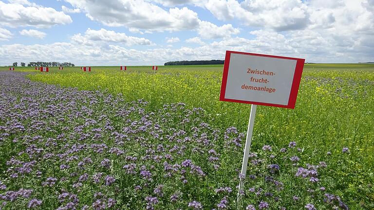 Das Foto zeigt eine Schauanlage bei Albertshausen (Ortsteil von Reichenberg im Landkreis Würzburg), auf der heuer bereits im Juni verschiedene Zwischenfrüchte, unter anderem Senf (gelb) und Phacelia (lila), zu Demonstrationszwecken blühen.&nbsp;