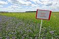 Das Foto zeigt eine Schauanlage bei Albertshausen (Ortsteil von Reichenberg im Landkreis Würzburg), auf der heuer bereits im Juni verschiedene Zwischenfrüchte, unter anderem Senf (gelb) und Phacelia (lila), zu Demonstrationszwecken blühen.&nbsp;