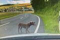 Zeugen beobachteten am Dienstag um die Mittagszeit zwei wildernde Hunde auf der Bundesstraße 26 bei Stetten. Die Polizei Karlstadt fahndet nach den beiden Hunden und deren Halter.
