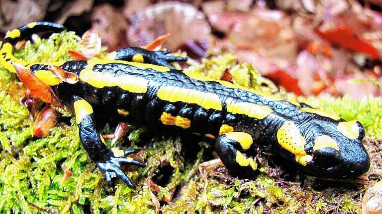 Der Steigerwald beherbergt eines der größten Vorkommen des Feuersalamanders. Dieses Exemplar entdeckten wir im Wald bei Fabrikschleichach.