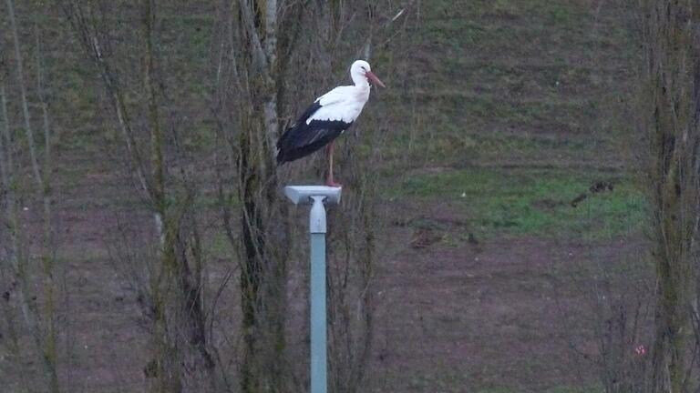 In Geiselwind ist der erste Storch des Jahres 2023 schon am 4. Januar aufgetaucht – nie war ein Artgenosse früher da. Bürgermeister Ernst Nickel fotografierte das Tier am 5. Januar auf einem Laternenmasten.