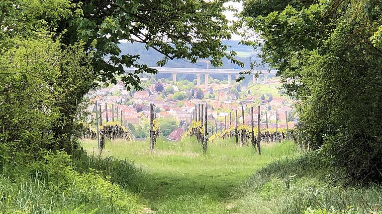 Blick vom Alandsgrund aus durch die Bäume auf die Weinberge und Randersacker.