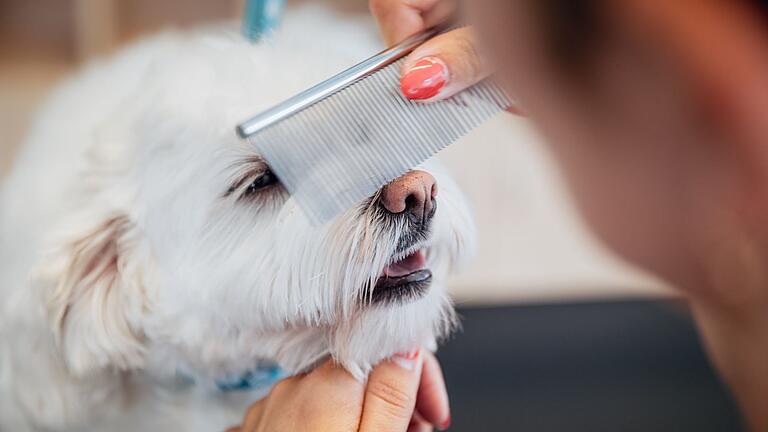 Malteser-Weibchen Ella war Anstoß und Namensgeberin für den neuen Hundesalon in der Roßmarktstraße in Bad Neustadt. Malteser-Weibchen Ella war Anstoß und Namensgeberin für den neuen Hundesalon in der Roßmarktstraße in Bad Neustadt.