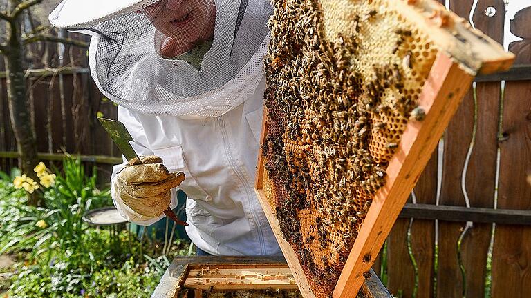 Imkerin Martha Grünn zeigt, was gerade im Bienenstock passiert: In den Brutwaben wächst der Nachwuchs heran. Die Ammenbienen versorgt ihn mit Nahrung.