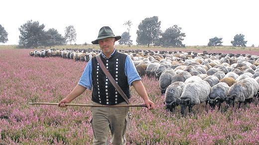 Ein neues Leben in Norddeutschland: Der Burgsinner Hermann Herold mit seiner Heidschnuckenherde in der Lüneburger Heide. Ein neues Leben in Norddeutschland: Der Burgsinner Hermann Herold mit seiner Heidschnuckenherde in der Lüneburger Heide.