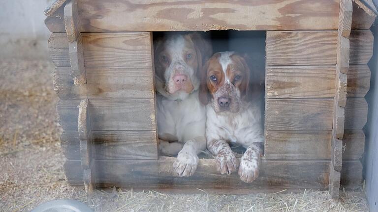 Diese beiden Hunde suchen meistens in der Hundehütte ihres Zwingers Schutz. Diese beiden Hunde suchen meistens in der Hundehütte ihres Zwingers Schutz.