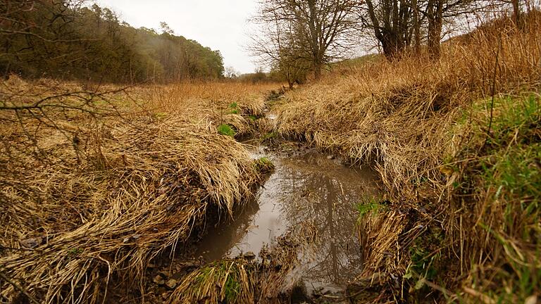 Dunkelbraun ist das Wasser im Fuchsstädter Bach im Rottenbaurer Grund, nachdem in der Nacht auf Dienstag gut eine Million Liter Gärreste aus einer Biogasanlage gelaufen sind. Der Bach ist jetzt biologisch tot. Dunkelbraun ist das Wasser im Fuchsstädter Bach im Rottenbaurer Grund, nachdem in der Nacht auf Dienstag gut eine Million Liter Gärreste aus einer Biogasanlage gelaufen sind. Der Bach ist jetzt biologisch tot.
