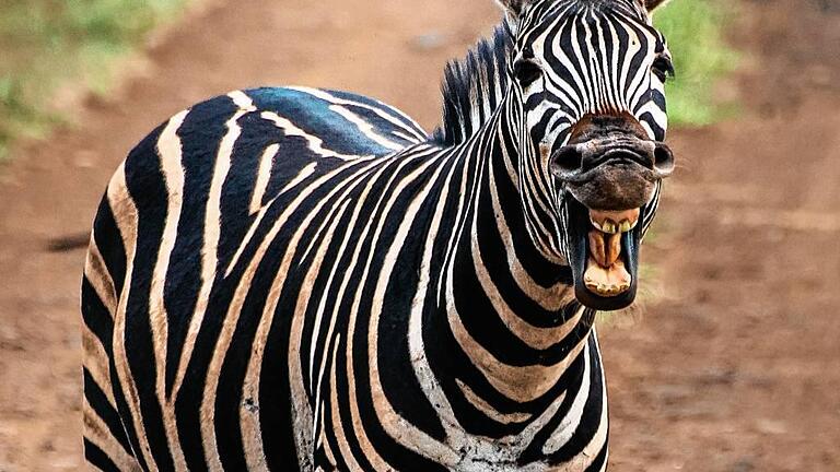 Suedafrika_Kruger_NP - Eines der Lieblingsbilder aus dem Südafrikaurlaub 2014: Das lachende Zebra. Suedafrika_Kruger_NP - Eines der Lieblingsbilder aus dem Südafrikaurlaub 2014: Das lachende Zebra.