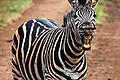 Suedafrika_Kruger_NP       -  Eines der Lieblingsbilder aus dem Südafrikaurlaub 2014: Das lachende Zebra.
