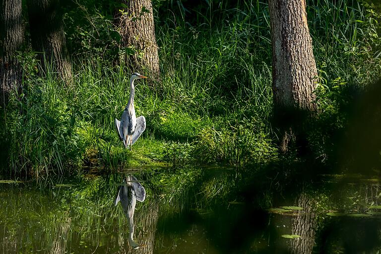 Mit Reiher: Für Naturfreunde und Fotografen bietet der Auenwald einige Gelegenheiten, seltene Pflanzen und Tiere zu entdecken. Mit Reiher: Für Naturfreunde und Fotografen bietet der Auenwald einige Gelegenheiten, seltene Pflanzen und Tiere zu entdecken. 