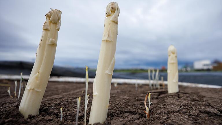 Spargel braucht viel Wasser, um zu wachsen. Wie viel künstliche Bewässerung ist in Unterfranken für das Gemüse wirklich nötig?&nbsp;