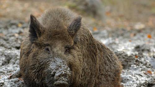 Im Matsch       -  Wellness für Wildschweine: Suhlen im Schlammloch! Foto: Horst Ossinger