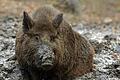 Im Matsch       -  Wellness für Wildschweine: Suhlen im Schlammloch! Foto: Horst Ossinger